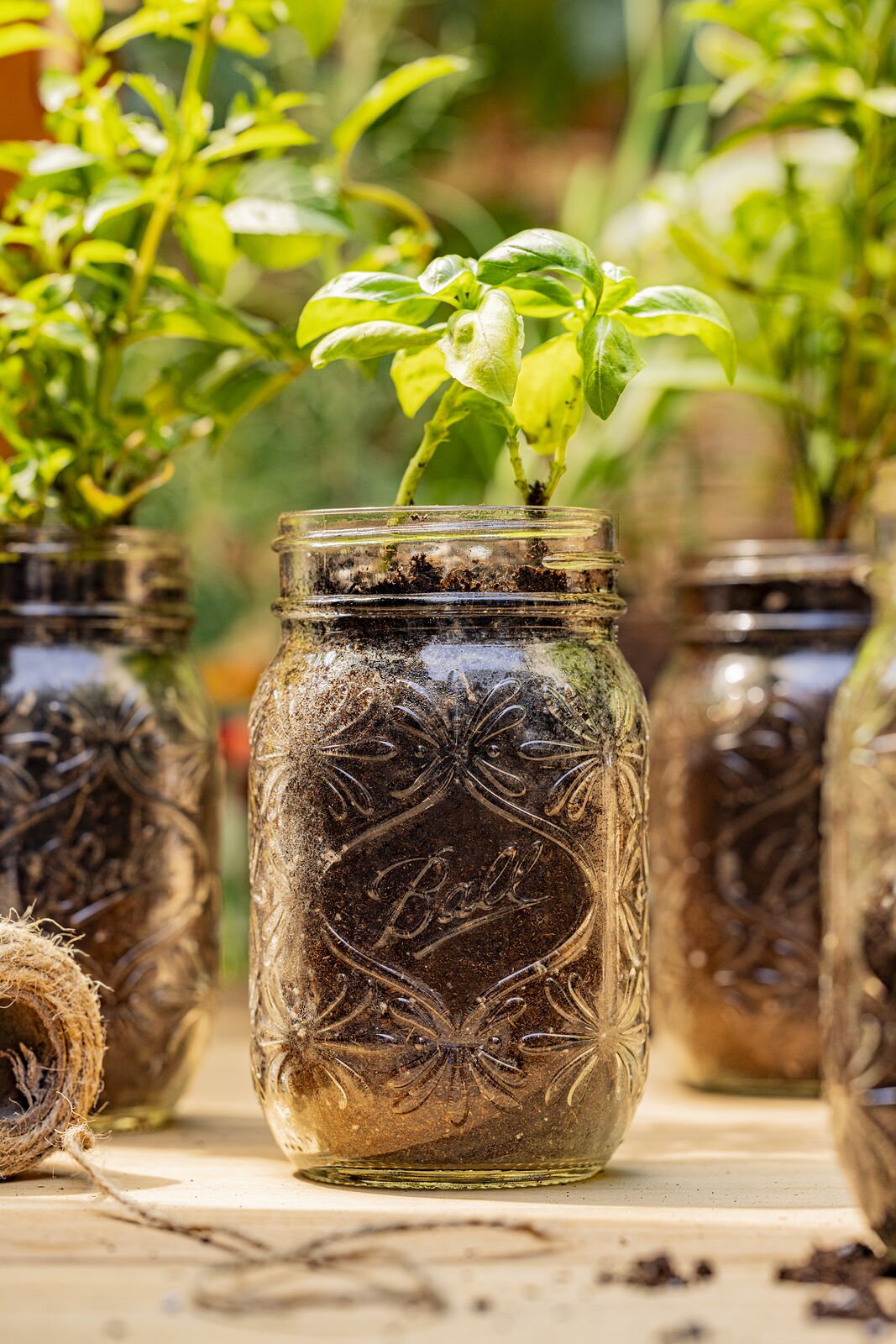 Close view of Ball jars planted with young herbs, twine coiled alongside