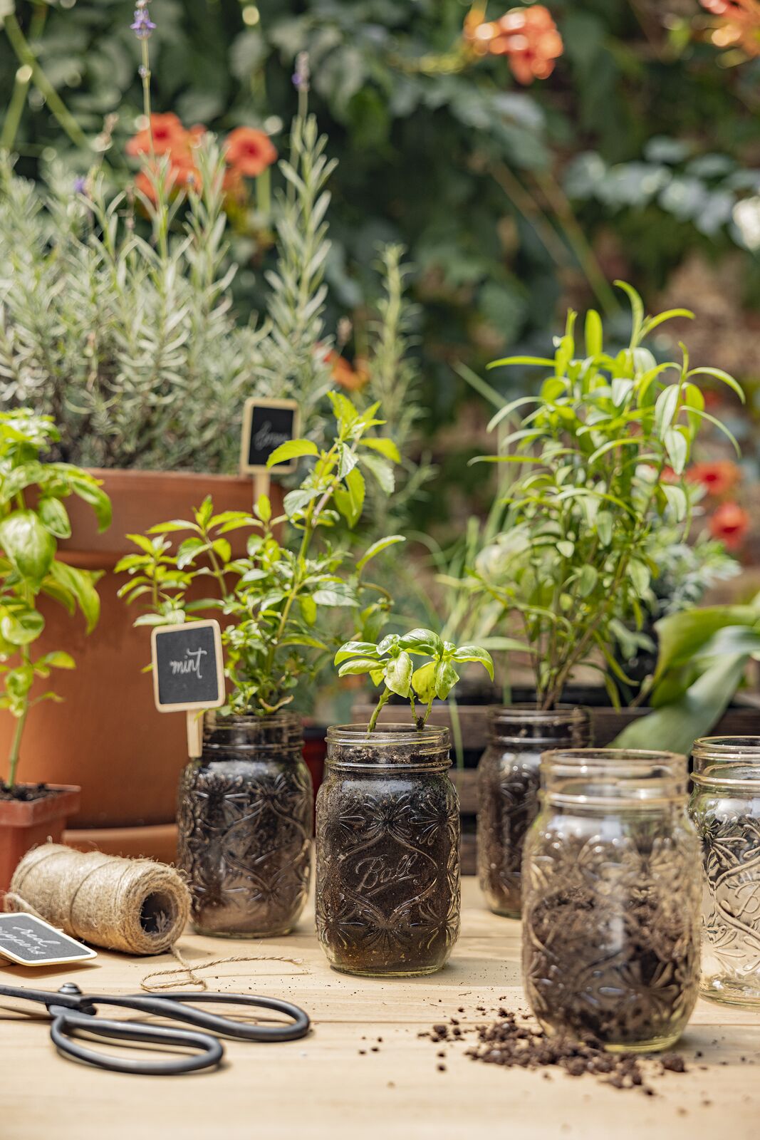 Herb seedlings potted in Ball jars on a garden table with twine and shears
